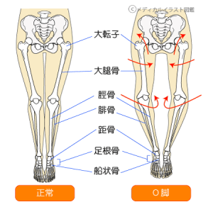 O脚になってしまう原因と改善方法 御徒町のパワーマグネット整体 リラクゼーションスマイル 東京都台東区御徒町にある整体 肩こり 腰痛 歪み 等を解決