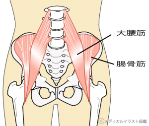 骨と筋肉の異常によって起こる股関節の痛み 御徒町のパワーマグネット整体 リラクゼーションスマイル 東京都台東区御徒町にある整体 肩こり 腰痛 歪み等を解決